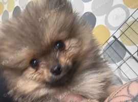2 boy poms