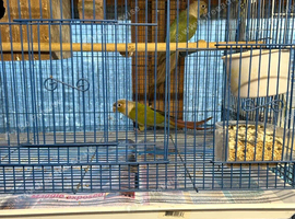 Conure Hen DNA tested