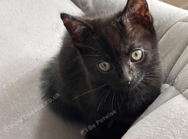 12 week old male kitten