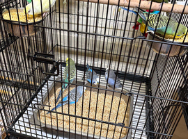 Baby budgies