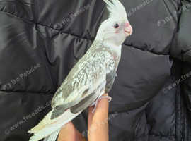 Silly hand tamed baby cockatiels for sale