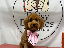 Lovely Cavapoo girl