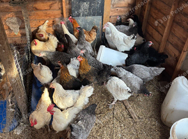 Chickens for For Sale