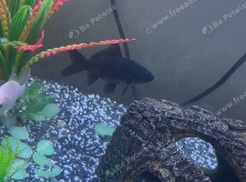 black goldfish
