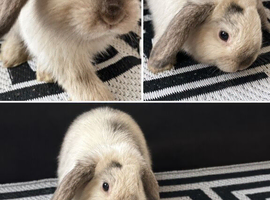 Tame Mini Lop Bunny &ndash; &pound;55