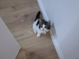 British Shorthair cross kittens