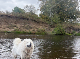 Samoyed