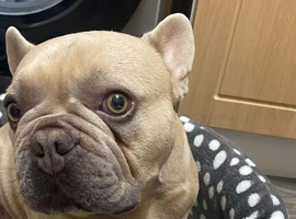 4 year old frenchie looking to rehome ASAP