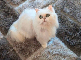 Beautiful persian cat