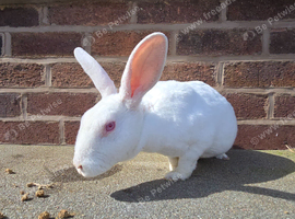 Mini rex
