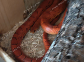 Beautiful corn snake