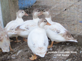 Chocolate Silver Call Ducks