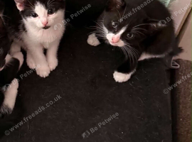 2 Tom cats