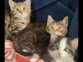 Lovely kittens looking for forever homes