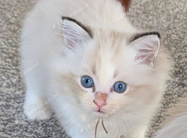 GCCF Champion Ragdolls &bull; Active Considered