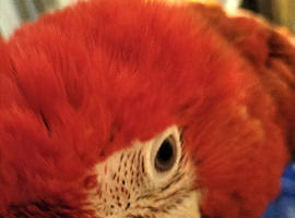 Green wing's macaw