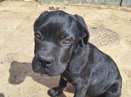 Mastiff mix