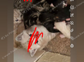 Male black kitten