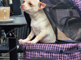 Cream Female Chihuahua