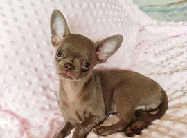 Tiny Stunningly Beautiful Solid Lilac Chihuahua Girl
