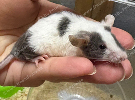 Friendly grey & white baby male mouse with cage