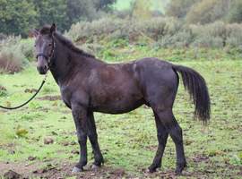 Appaloosa x ID Colt