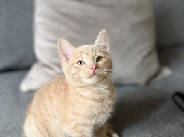 5 months old kitten