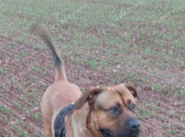 Beautiful male presa for stud