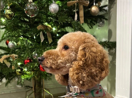 Female small cockapoo