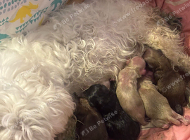 F1 Maltipoo puppies