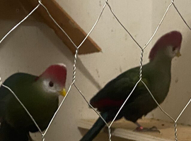Turaco