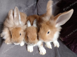 4 bucks 8wks old ready now