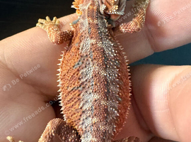 Stunning Red Monster Bearded Dragons