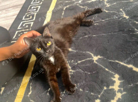 NEED REHOMING ASAP