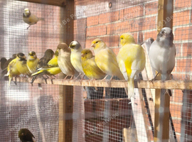 Fife canary/ canaries leeds