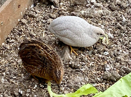 Chinese painted Quail