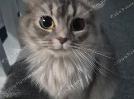 Lilac Scottish fold cat one years old