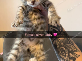 Silver Tabby Girl & Brown & White Tabby Girl