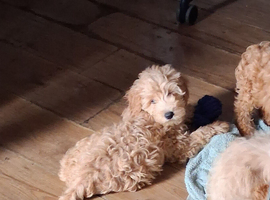 Beautiful Cockerpoo X Poodle puppies