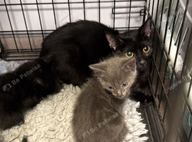 Mother and kittens