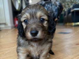 Dachshund Puppies &ndash; 7 Weeks Old