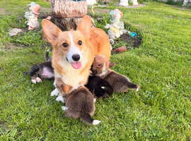 Kc Pembroke corgi puppies