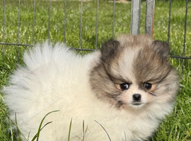 Beautiful Pomeranian girls available