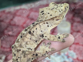 Super Dalmatian crested gecko