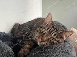 Looking to rehome my cat