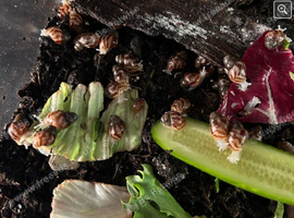 baby giant african land snails