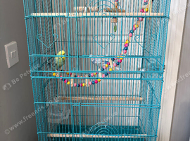 Two Budgies with cage