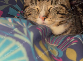 Male Cat 16 months old l