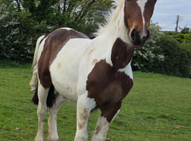 Yearling filly