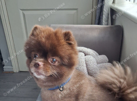 Pomeranian